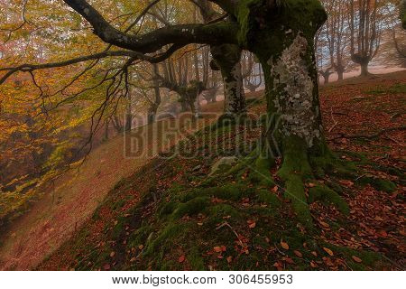 Belaustegi Forest I Gorbea Natural Park, Orozko, Bizkaia