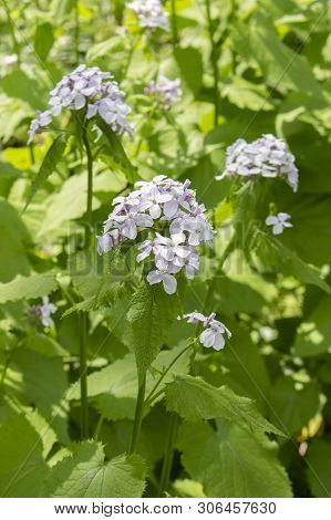 Lunaria Rediviva Blooms In Clusters Of Small Flowers Purple Pink White On Long Stems With Carved Lea