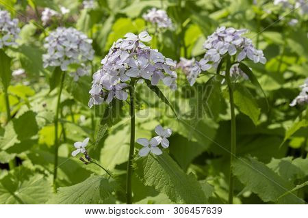 Lunaria Rediviva Flowering Medicinal Plants, Many Small Flowers White Blue, Long Stems With Leaves. 
