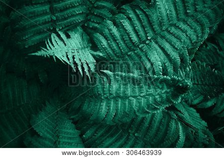 Beautiful Green Fern Leaves With One New Little Fiddlehead Growing In Spring As A Natural Background