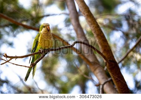Yellow-green Parrot Sitting On A Pine Tree Branch On The Park.