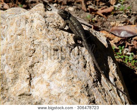 Lizard Looking Over His Shoulder And Sitting On White Rock.  Watching For Trouble.  Brown Lizard Wit