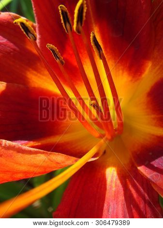 Closeup Of A Big Red Tiger Lily In The Garden Summer. Bright Red Beautiful Asiatic Macro. Red Lily B