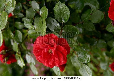 Beautiful Blooming Red Rose Bushes In A Garden. Flowers Of Red Roses With Water Drops At Petals And 