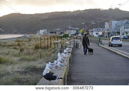 Man Taking The Dog For A Walk