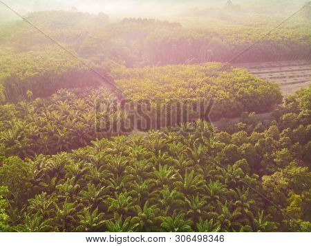 Aerial View Palm Plantation Green Forest Morning Sunrise