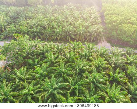 Aerial View Palm Plantation Green Forest Morning Sunrise