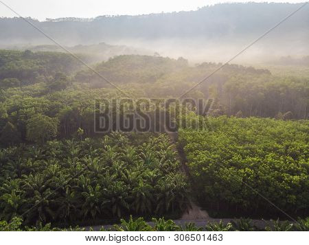 Aerial View Palm Plantation Green Forest Morning Sunrise