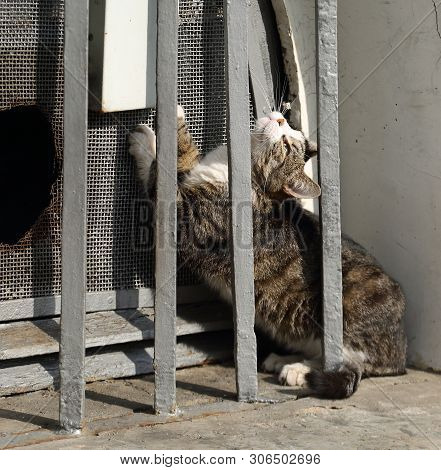 A Gray Cat In Barred Basement Window