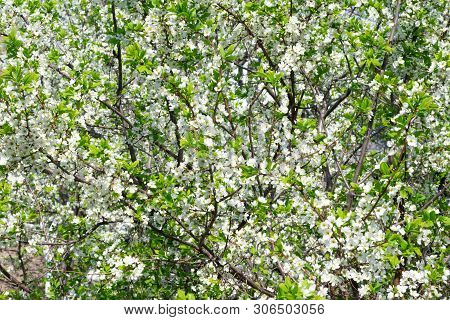 Background Made Of Many Bloooming White Sacura Flowers On Branches, Cherry Tree Blossoming Sky