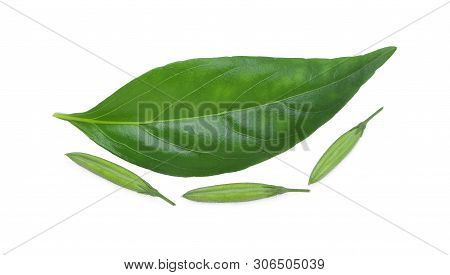 Andrographis Paniculata Plant With Green Seeds  Isolated On White Background