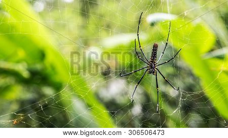 A Female Giant Woods Spider In The Mountain Forest Of Taipei