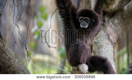 Lar Gibbon Is Resting On Tree Branches At The Forest. Wild Hylobates Lar