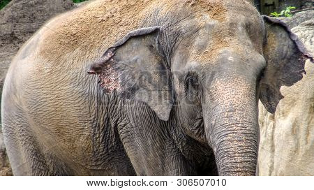 Close Up Of Elephant Without Tusk Throw Sand On Top At Southeast Asia.