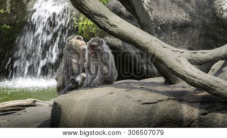 A Funny Scene Of Laughing Monkeys. Two Adults Formosan Rock Macaques.