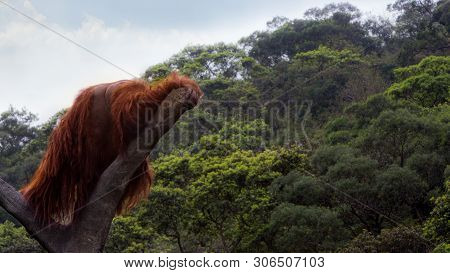A Bornean Orangutan, Pongo Pygmaeus, Climbed Up To The Top Of The Tree With Blue Sky
