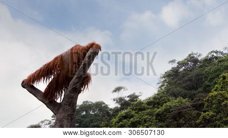 A Bornean Orangutan, Pongo Pygmaeus, Climbed Up To The Top Of The Tree With Blue Sky
