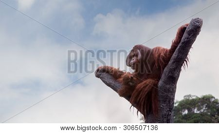 A Bornean Orangutan, Pongo Pygmaeus, Climbed Up To The Top Of The Tree With Blue Sky