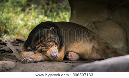 Sun Bear Sleeping In Forest Between Rocks And Trees