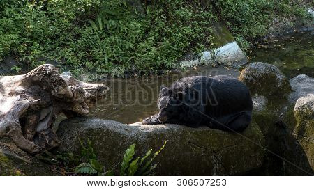 An Adult Formosa Black Bear Lying Down On The Rock In The Forest