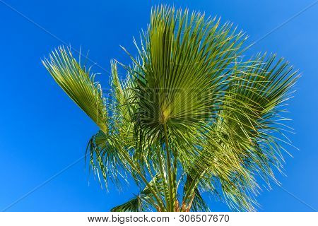 Green Sabal Palm Tree Against Blue Sky