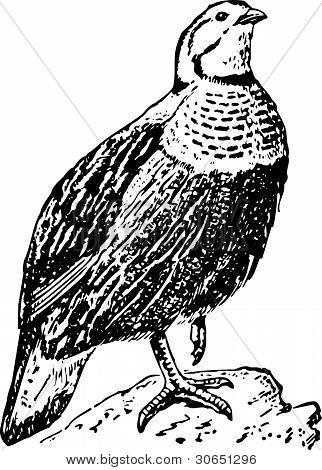 Bird tetraogallus