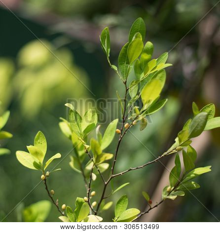 Leaves And Berries Of The Plant Erythroxylum Coca In Botanical Garden Of Plants And Spices In Sri La