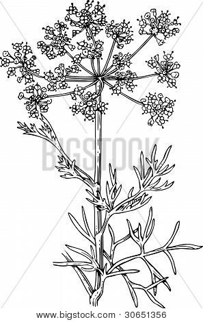 Bitki foeniculum (çiçekli rezene)