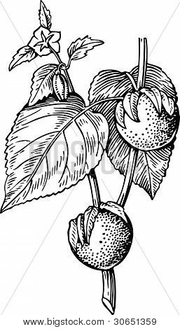 Planta de physalis