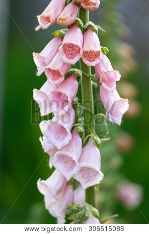 Digitalis Purpurea Apricot Beauty - Colorful Common Foxglove Pale Pink Flowers In Garden.