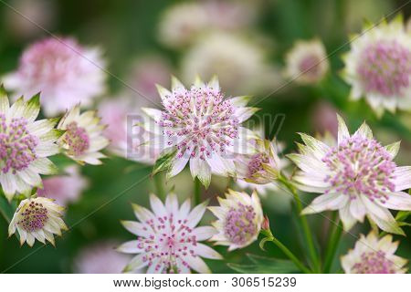 Blooming Astrantia Major Rosa Lee Masterwort In Summer Garden.