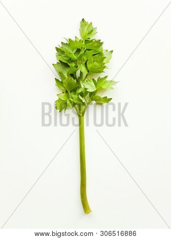 Lovage On White