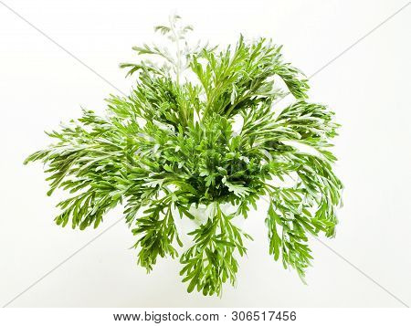 Sagebrush On White Wooden Background. Shallow Dof.