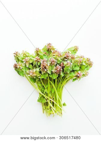 Black Horehound On The White Wooden Background. Shallow Dof.