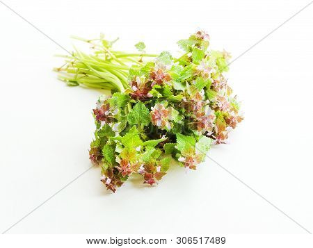 Black Horehound On The White Wooden Background. Shallow Dof.