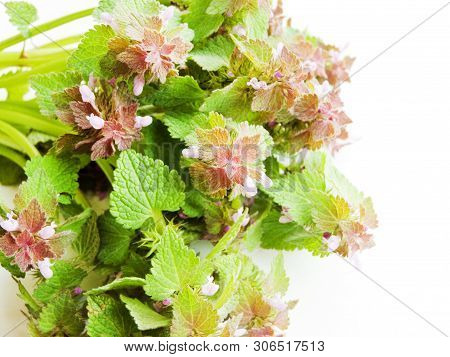 Black Horehound On The White Wooden Background. Shallow Dof.