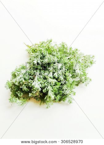 Sagebrush On White