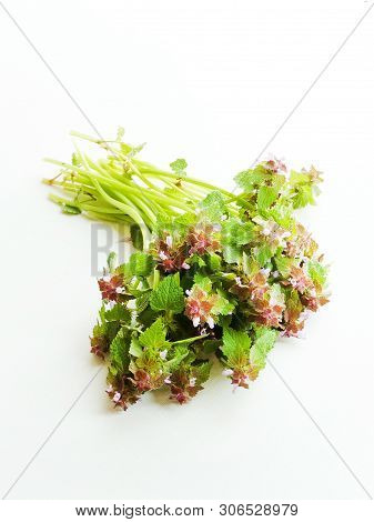 Black Horehound On White