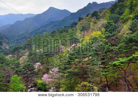 Myohyangsan Mountain Landscape. Sakura Blossoms Between Korean Pines At Dawn