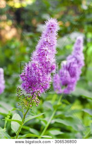 Closeup Of Flowering Willow-herb (spiraea Salicifolia) In The Garden