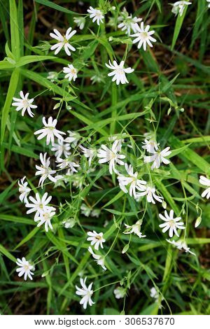 White Stellaris Flowers In The Forest On Green Background