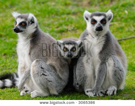 Famille de lémur catta