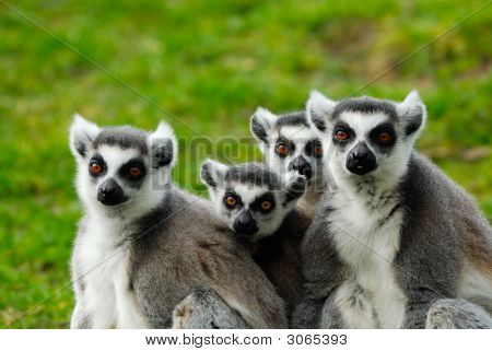 ครอบครัวลีเมอร์ ring-Tailed