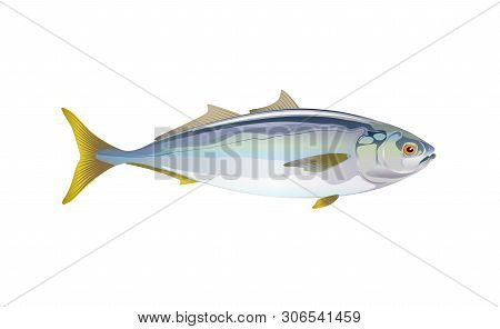 Japanese Yellowtail Fish, Isolated Flat On Light Background. Pacific Fresh Seafood In A Simple Style