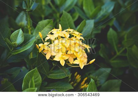 King Ixora Yellow Flower Blooming In The Garden Beautiful Nature Green Background / Chinensis Ixora 