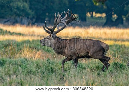 Red Deer Stags (cervus Elaphus) Czech Republic