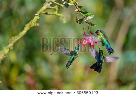 Blue Hummingbird Violet Sabrewing Flying Next To Beautiful Red Flower. Tinny Bird Fly In Jungle. Wil