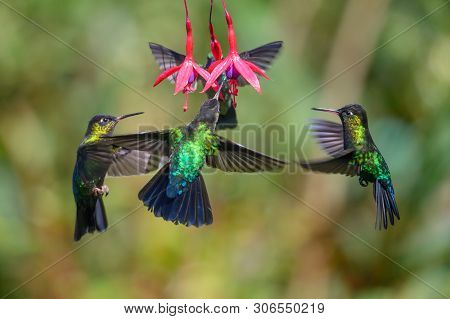 Blue Hummingbird Violet Sabrewing Flying Next To Beautiful Red Flower. Tinny Bird Fly In Jungle. Wil