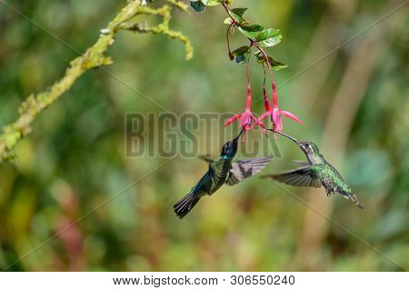 Blue Hummingbird Violet Sabrewing Flying Next To Beautiful Red Flower. Tinny Bird Fly In Jungle. Wil