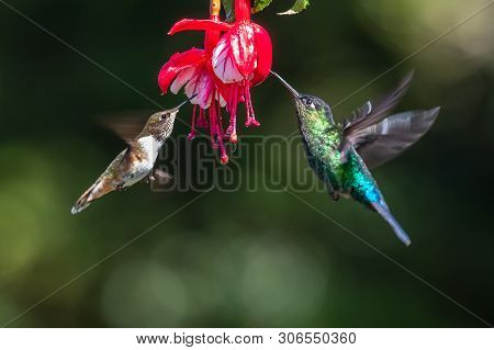 Blue Hummingbird Violet Sabrewing Flying Next To Beautiful Red Flower. Tinny Bird Fly In Jungle. Wil